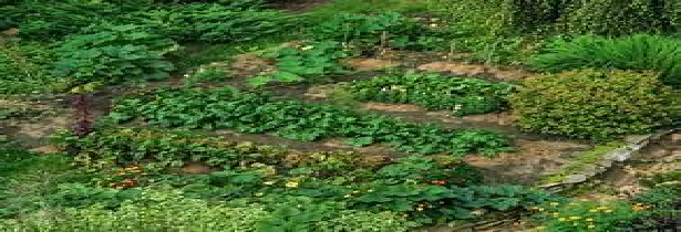 Permaculture demonstration garden with mulched beds and legumes